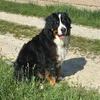 henk170459