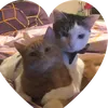 partyof5kitties