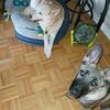 stellatheshepskysdad