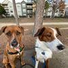 the_muszkie_pups