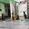 focinhos5