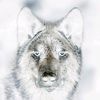 wolfmaster301