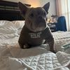 bernie.the.rescued