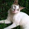 diah.andrisah