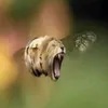 draganisherelol
