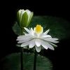 joypeace338