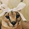 floppa_floppa
