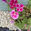 nichola47_1