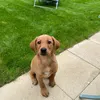 bosslabrador