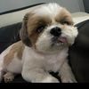 lucas_mv