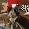 cynsi0