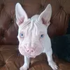 joe_dennis_848