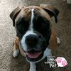 bulldog789