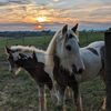 cantercreekgypsies
