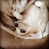 sharonnell0
