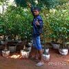 Widodo Bibit Durian