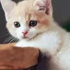 latuan3979