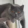 fun_cat_grey