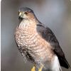 coopers.hawk07