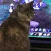 tenderheartone