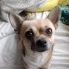 fendi_the_little