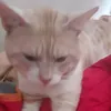 kukinalberto