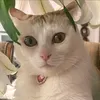 mochi_creamo