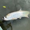prfishing731