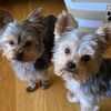 pawfectionx2
