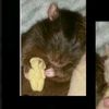 a_fatrat