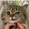 love_cat.cat
