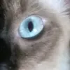 gcristiktok