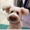 _dustydog_
