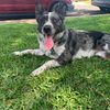 that_cali_blue_heeler