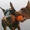 dobermans.ebobo