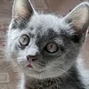 Кот Пресли