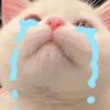 lolli.thecattt