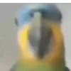 shottxyt