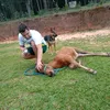 mayson_da_rossa