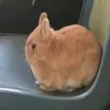 theoeooeooeoe