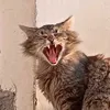 cat.xmeow.xx3