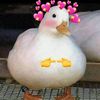 _duck.jr_
