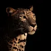 hadeelhadeel63