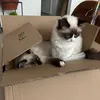 lunaolafcute