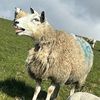 rustyfork2