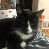 catlady136