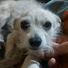 josefina_lagallina_flo01
