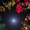rooor_151
