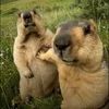 pinkcapybaraa