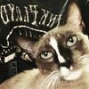 yah_miew4cats